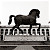 Cavallo di Leonardo