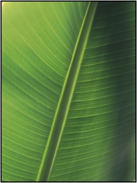 Foglia Tropicale