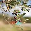 Raccolta di Olive 2007
