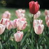 Minoprio - Tulipani