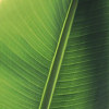 Foglia Tropicale