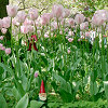 Minoprio - Tulipani