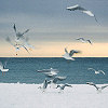 Celle Ligure - Gabbiani sulla neve
