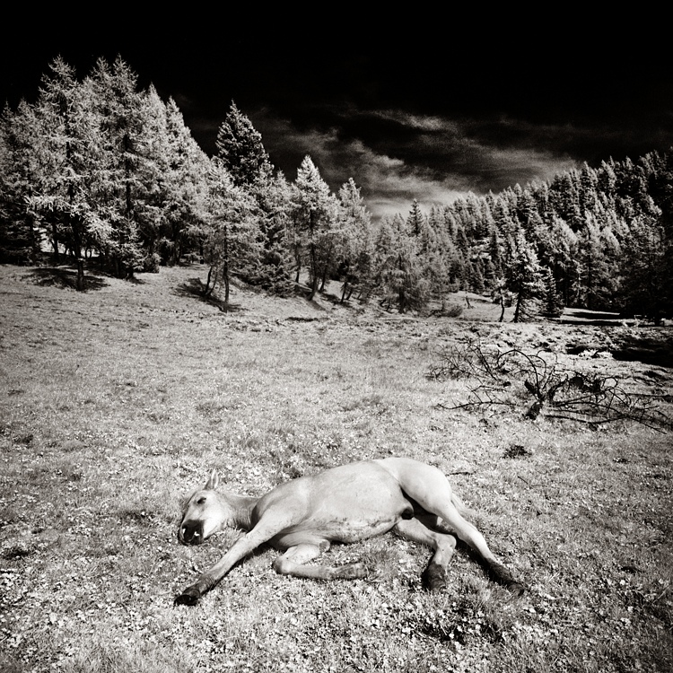 Lazy Horse
