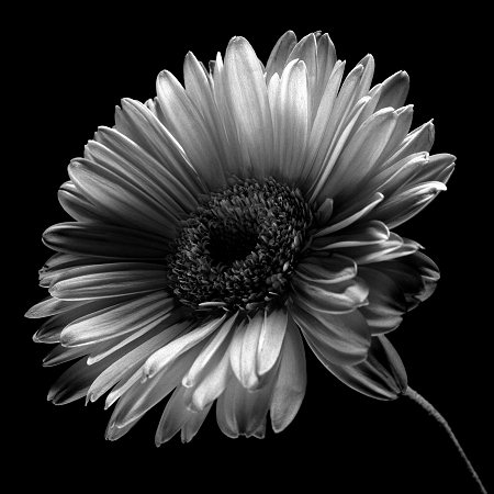Gerbera
