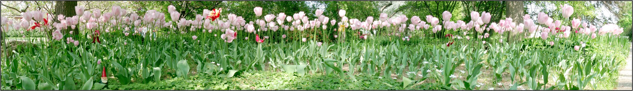 Minoprio - Tulipani