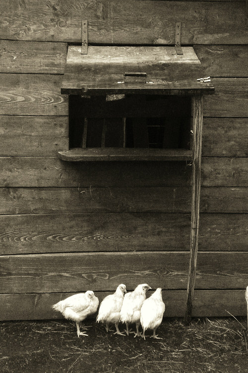 Lavoratori Co.Co.Co.